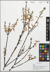 Foto von Salix L.
